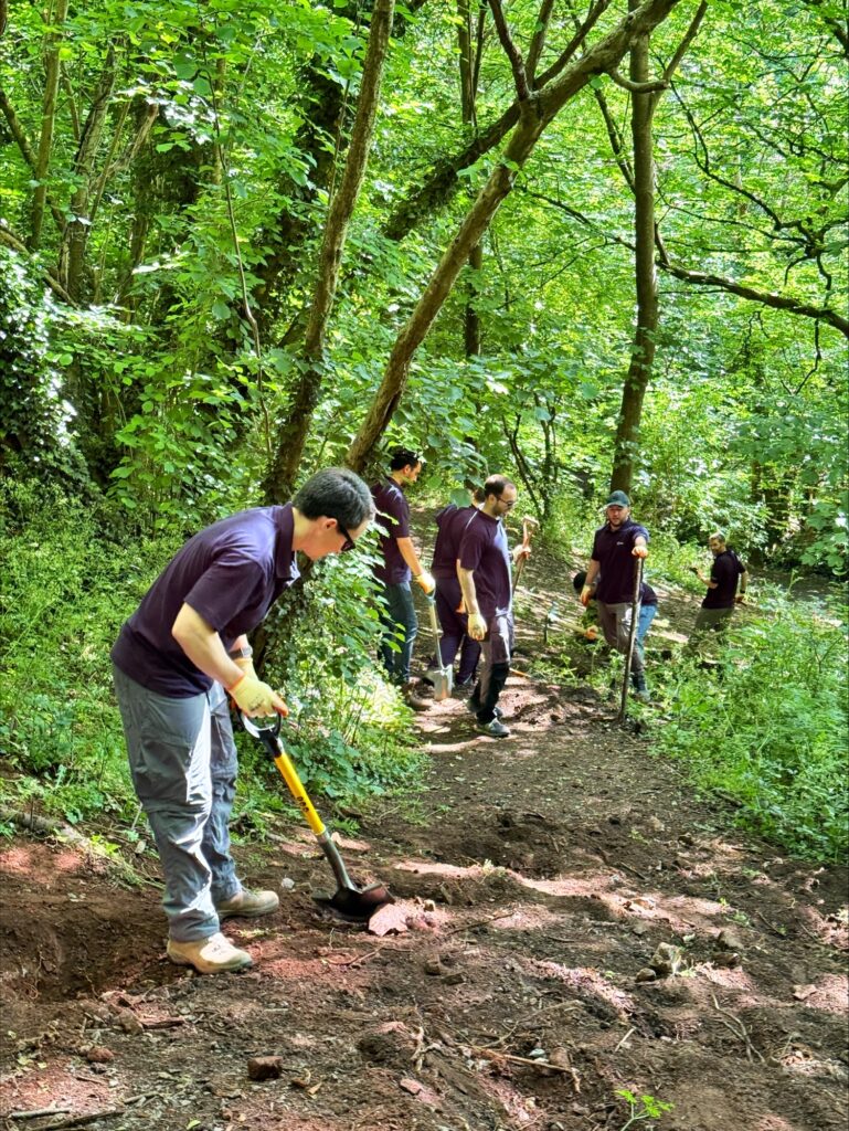 A group of volunteers from the Engineering Delivery Team, wearing purple shirts, work together with tools to clear and level a dirt path through the lush Badock Wood as sunlight filters through the trees above them.