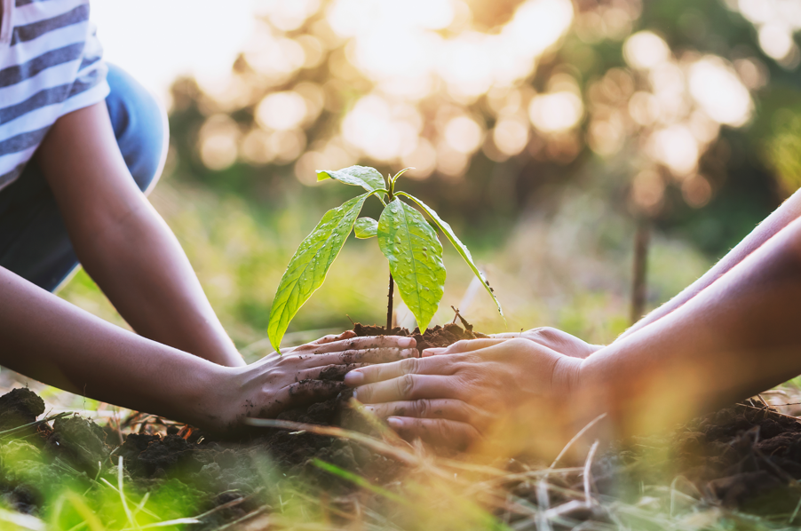 Two people use their hands to plant a small sapling in soil outdoors, surrounded by greenery and sunlight, promoting sustainability and compliance within the Oil & Gas Industry.